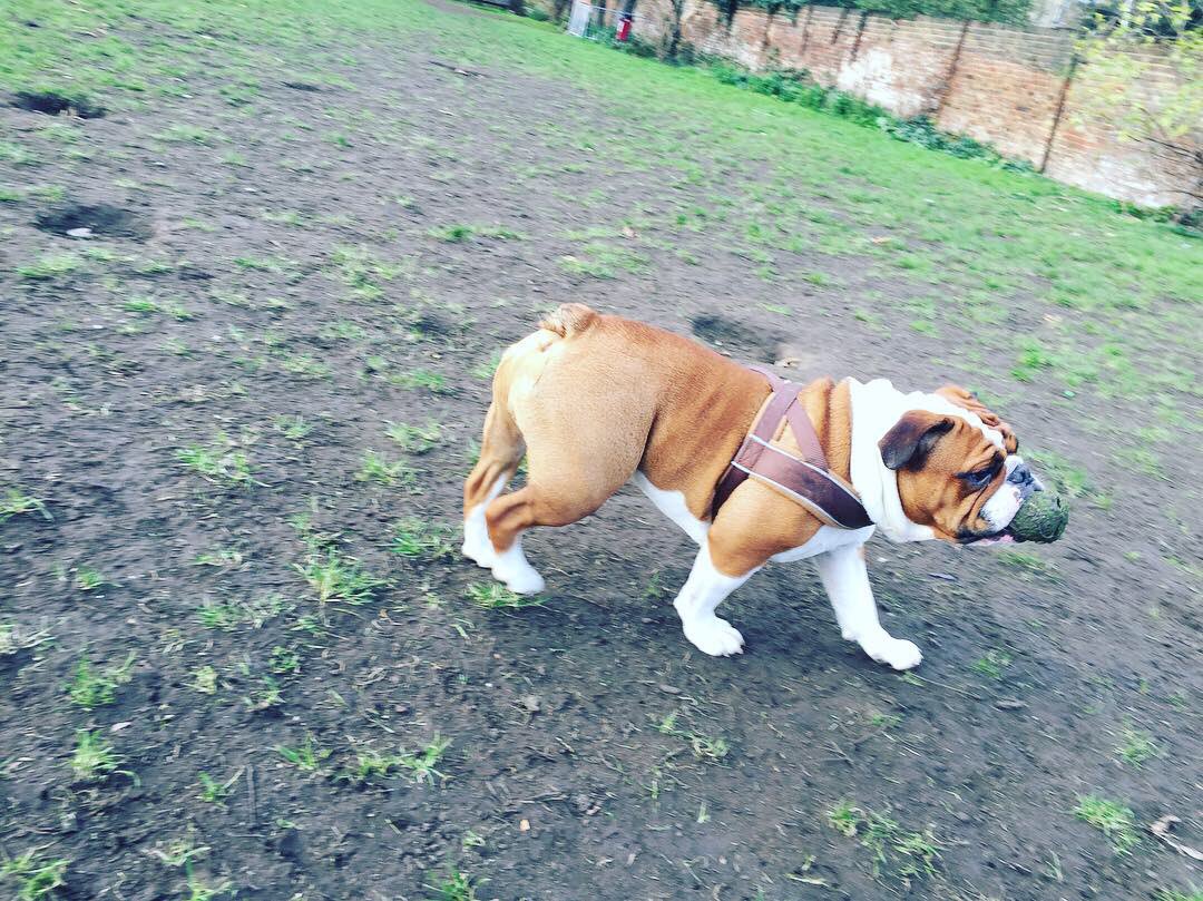 archieagnesLDN's tweet photo. We all need to burn off that #Christmas weight. All we need is a ball, a park and our besties. https://t.co/p4FhawuobW