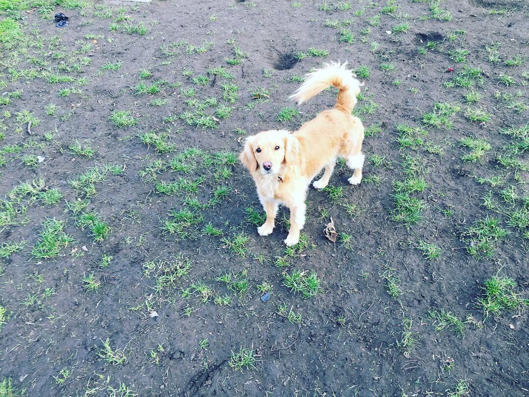 archieagnesLDN's tweet photo. We all need to burn off that #Christmas weight. All we need is a ball, a park and our besties. https://t.co/p4FhawuobW