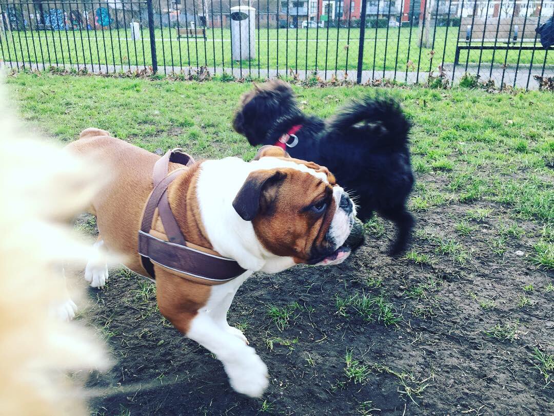 archieagnesLDN's tweet photo. We all need to burn off that #Christmas weight. All we need is a ball, a park and our besties. https://t.co/p4FhawuobW