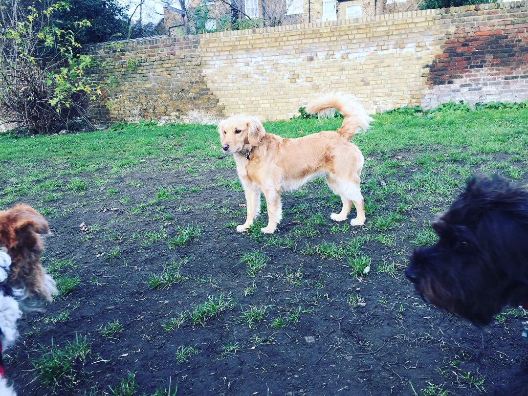 archieagnesLDN's tweet photo. We all need to burn off that #Christmas weight. All we need is a ball, a park and our besties. https://t.co/p4FhawuobW