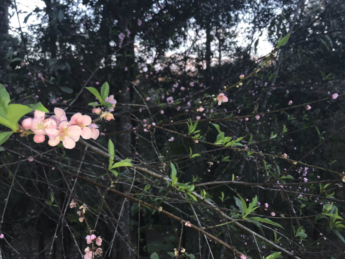 corazon_bosque's tweet photo. #CorazonDelBosque está lleno de flores de durazno 🍑 🌸. Reserva cabañas para 10-12 personas al dm. https://t.co/E9WGOsCPql