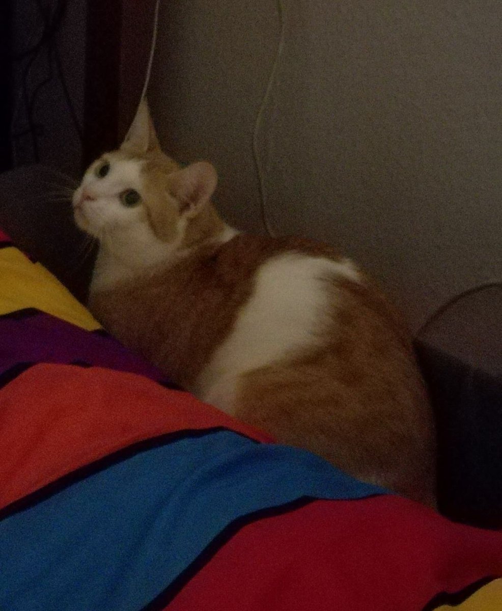 Gabingt0n's tweet photo. Do you guys think I post
too many pictures of my cat?
WELL TOO BAD, HERE ARE MORE! https://t.co/x8Uc5vRH1s