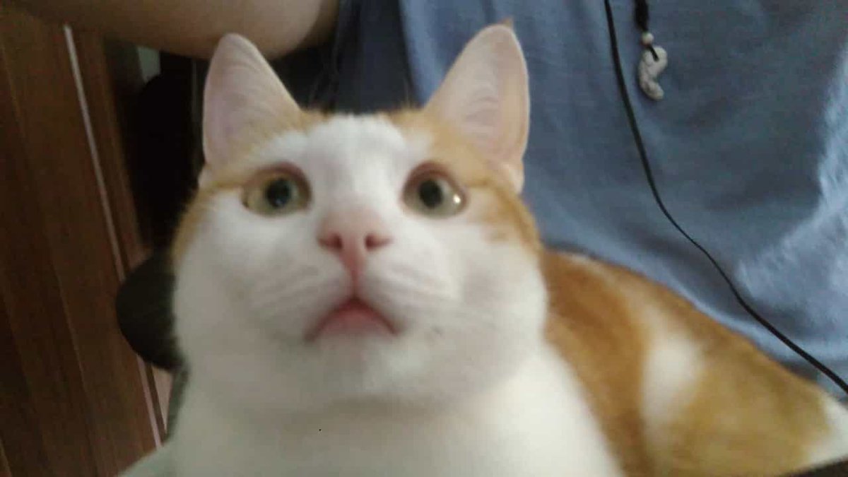 Gabingt0n's tweet photo. Do you guys think I post
too many pictures of my cat?
WELL TOO BAD, HERE ARE MORE! https://t.co/x8Uc5vRH1s