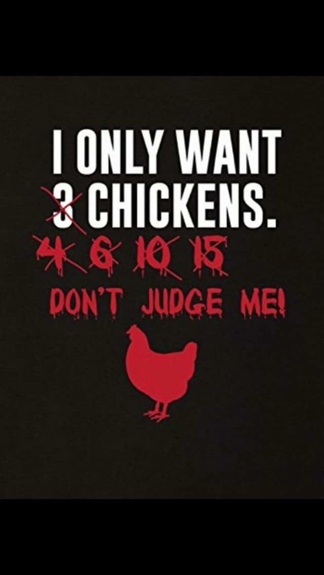 FarmsteadLife's tweet image. I only need 5 chickens! 
#LiesWeAllTellOurselves #chickens #farmsteadlife