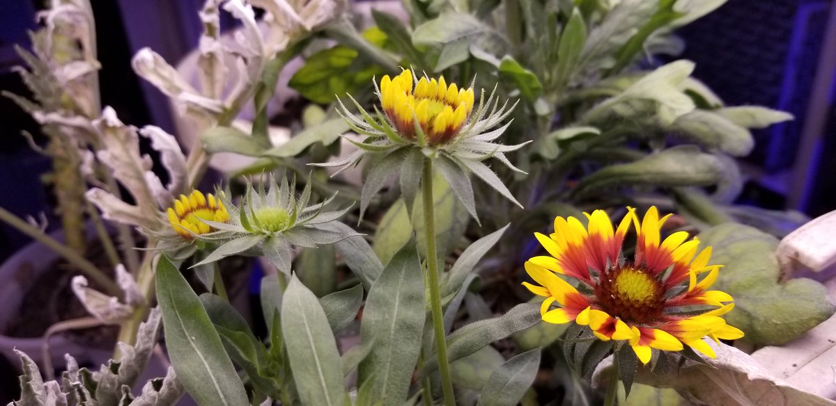 busywerk's tweet photo. #dailygarden https://t.co/kk8vhs5gel