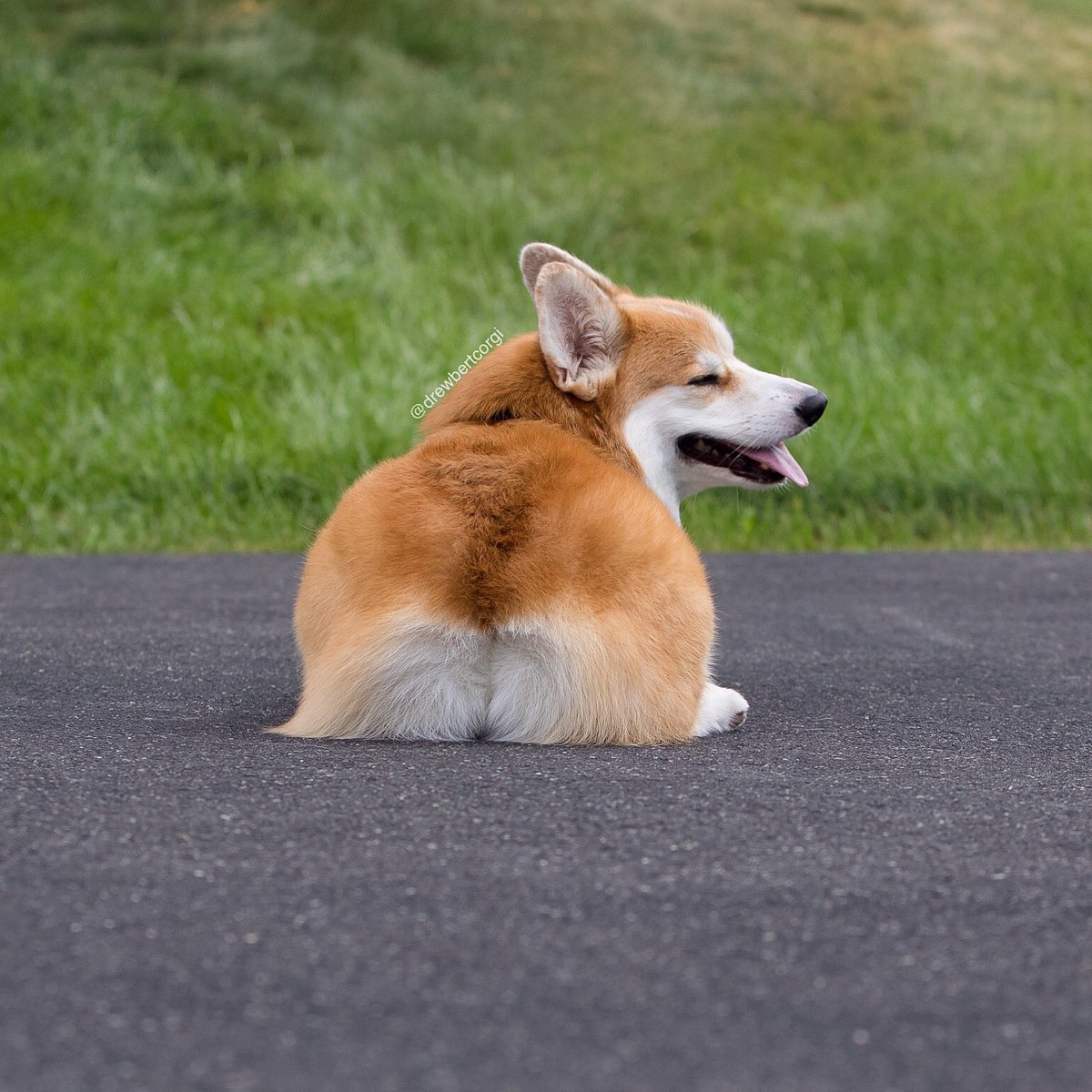 drewbertcorgi's tweet photo. Sassy, classy, and a bit smart assy.
#Drewbert #Smugbert https://t.co/QporDBiFIg