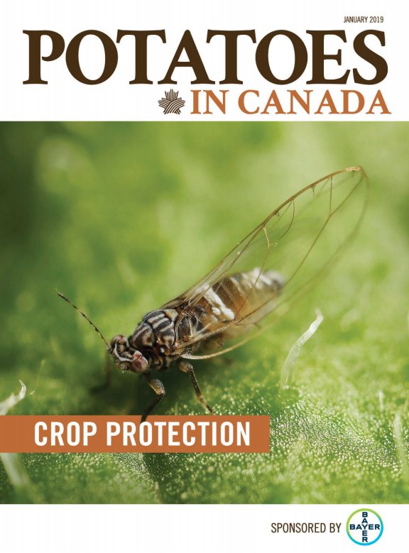 PotatoesCanada's tweet image. Our Crop Protection issue for 2019, sponsored by @Bayer is now out! Learn about new tools to battle #wireworm, promising research for #commonscab and if zebra chip should be on your radar, read it all here: ow.ly/wnFQ30nfoT4 #potatoes