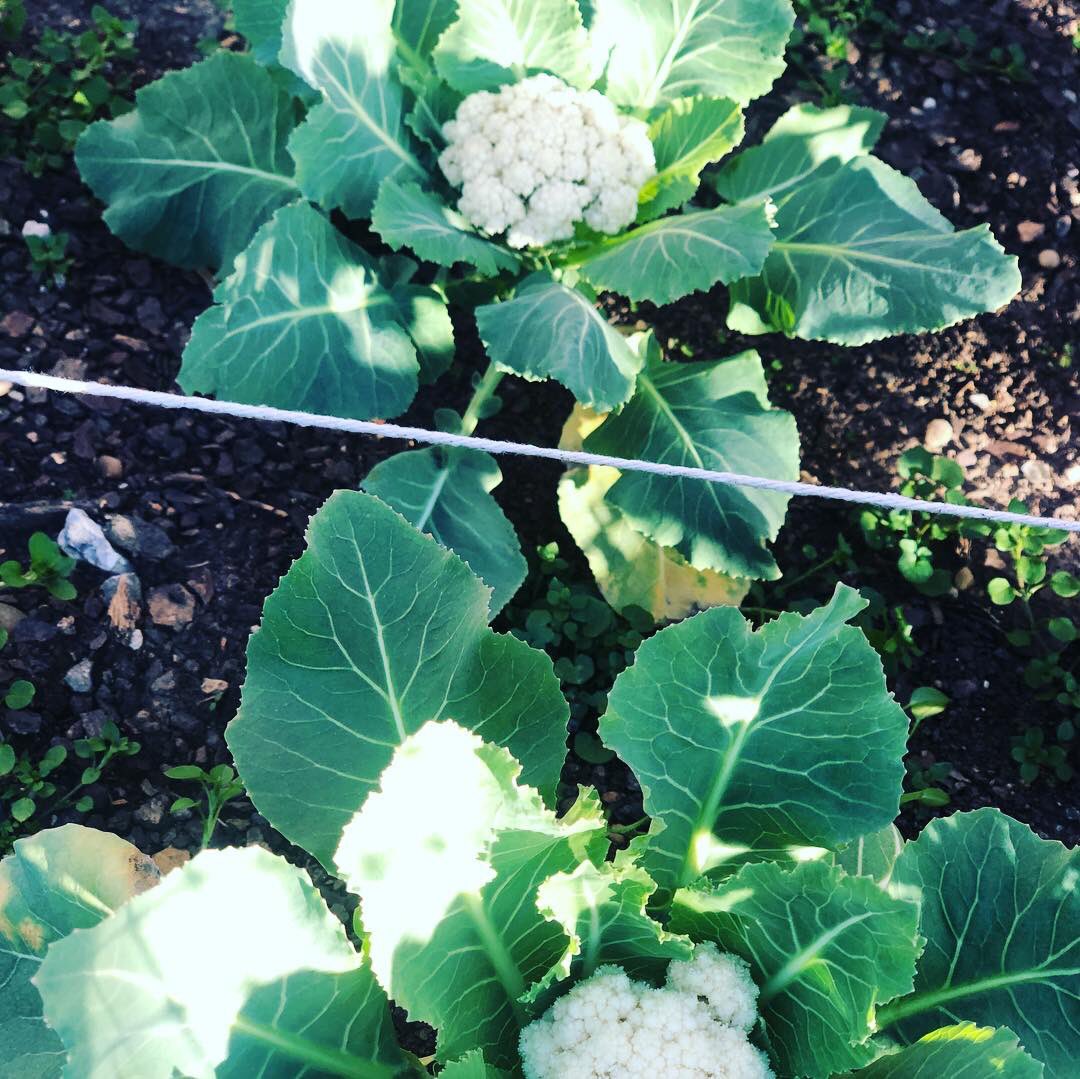 nia_house's tweet photo. Garden Check: it’s almost winter harvest time! Our cauliflower, broccoli, lettuce and kale are growing beautifully this winter.
🥦 🥬 🥦🥬🥦🥬🥦
. #niahousemontessori #nhmgarden #winterharvest #kidsgarden #wegrowweeat #niahouse #purposehouse #montessori #handsonlearning https://t.co/iInBQPMwJu