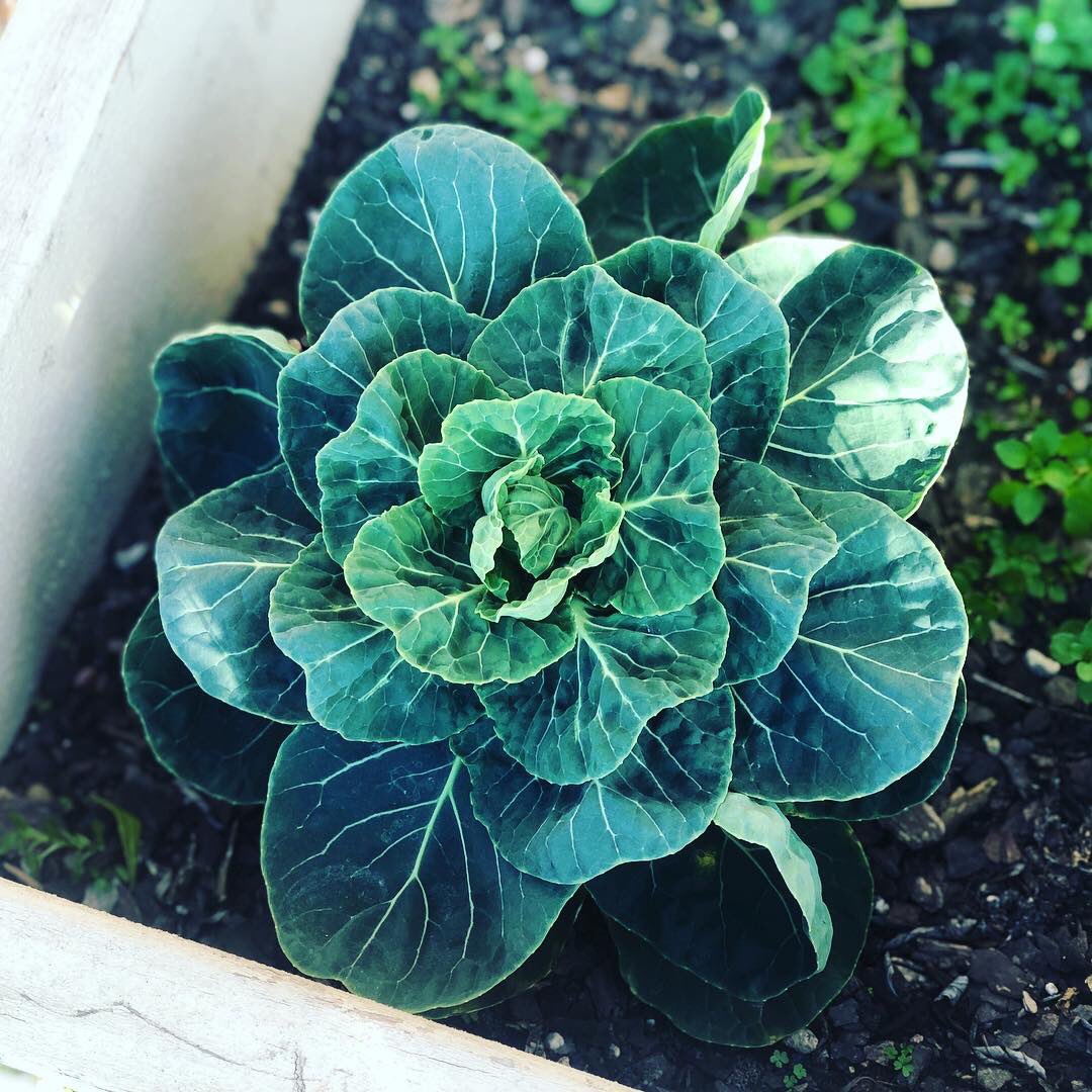 nia_house's tweet photo. Garden Check: it’s almost winter harvest time! Our cauliflower, broccoli, lettuce and kale are growing beautifully this winter.
🥦 🥬 🥦🥬🥦🥬🥦
. #niahousemontessori #nhmgarden #winterharvest #kidsgarden #wegrowweeat #niahouse #purposehouse #montessori #handsonlearning https://t.co/iInBQPMwJu