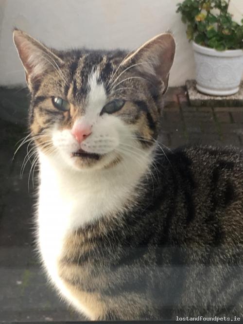 lostfoundpets's tweet photo. A female cat was found on 20/12/2018 in Quarry Road, #Rathmichael https://t.co/0t1mVysC2v #fpie https://t.co/CaaQh4DIYk