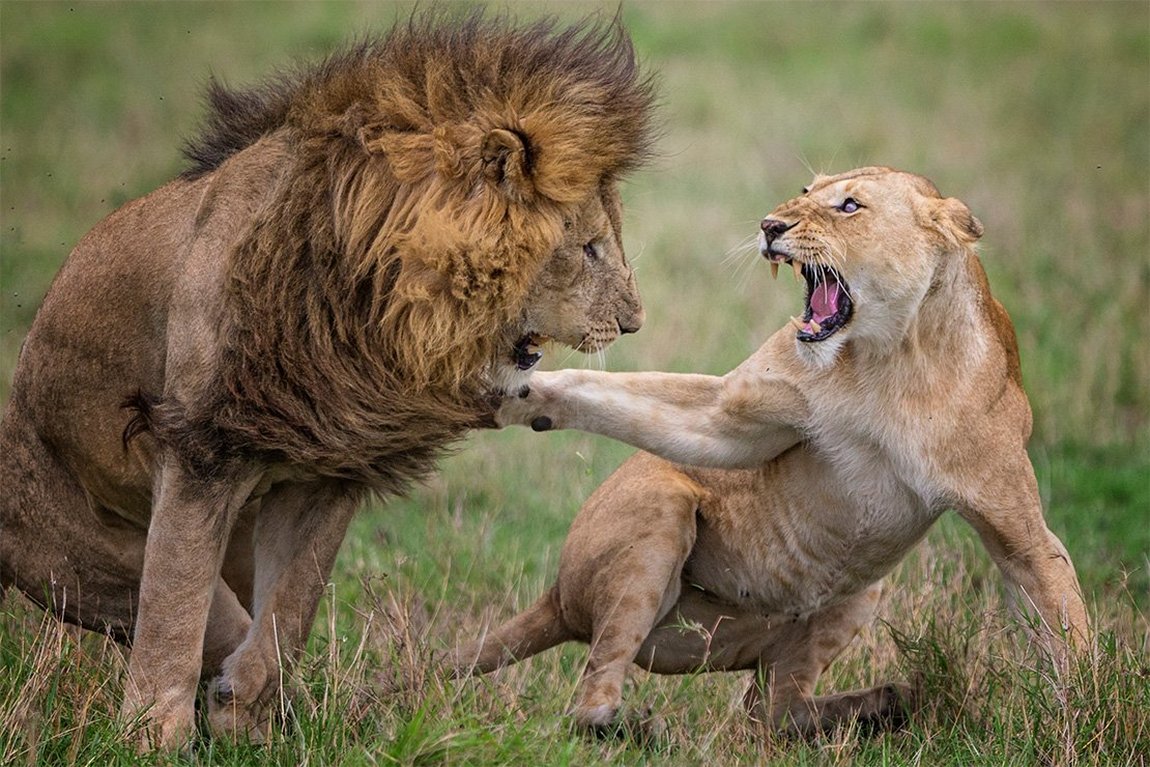 Canon Россия tweet media