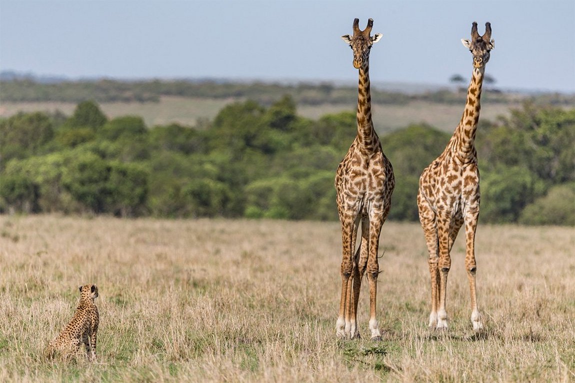 Canon Россия tweet media