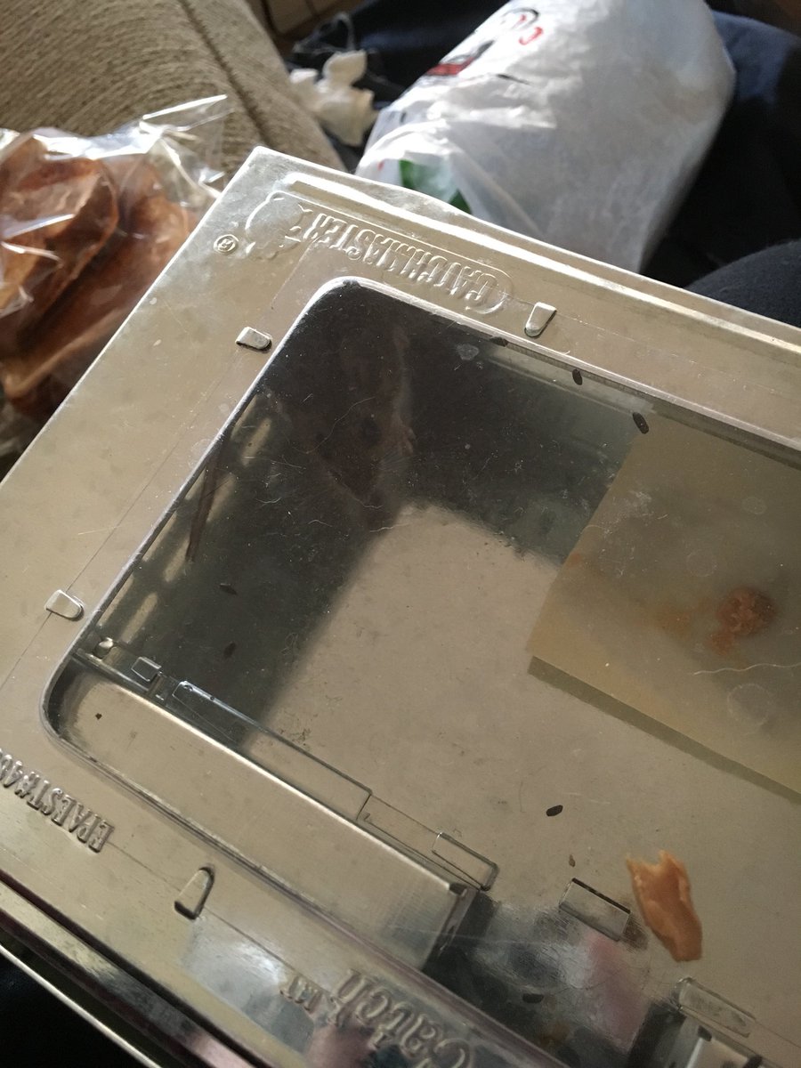 Curls up next to <a href="/VolatileRespite/">𝐌𝐞𝐤𝐤𝐚 𝐇𝐚𝐥𝐥𝐚𝐰𝐞𝐥𝐥</a> holding a trap containing a mouse which he’s softly talking to with a happy little smile. He got a part time job as a catch and ‘release’ rodent ‘exterminator’. He’s keeping it.