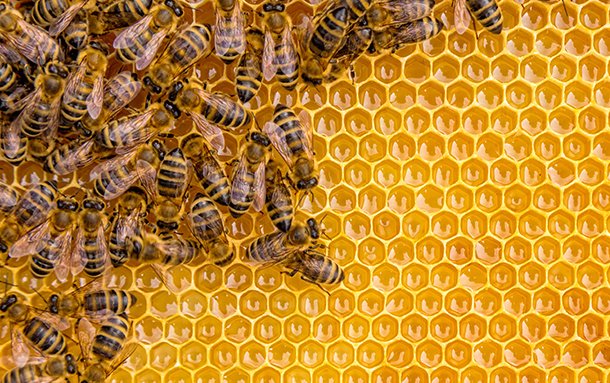 New blog post! NBIF-supported researchers are studying everything from potential uses for brewery waste products, to making food banks more efficient through data collection, to exploring untapped uses for bioactive content present in honeybee hives. ow.ly/6H8I30nfr8H