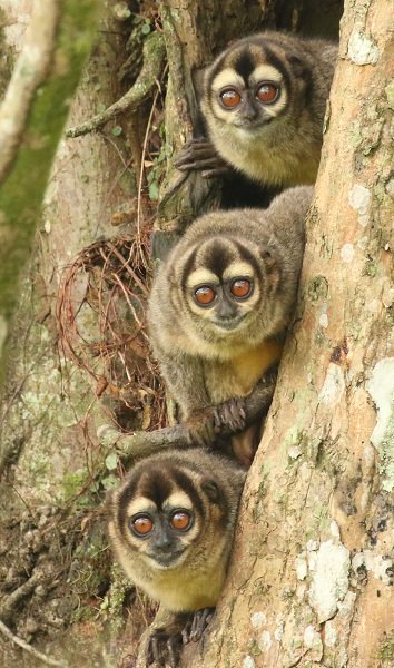 Rob Smith on Twitter: "They say good things come in 3s - it was certainly  true on a recent Colombia mammal watching tour with these Brumback's Night  Monkeys! https://t.co/Bu8R1xp8uw https://t.co/Q7DyGPecRC" / Twitter