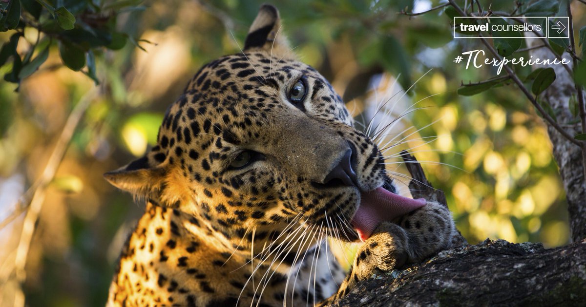 Sri Lanka is renowned for its stunning scenery, with wildlife just as diverse and beautiful, it offers plenty of opportunity for animal interaction. To discover more about Sri Lankas incredible animal encounters, check out this blog post - bit.ly/2F9p2ZV