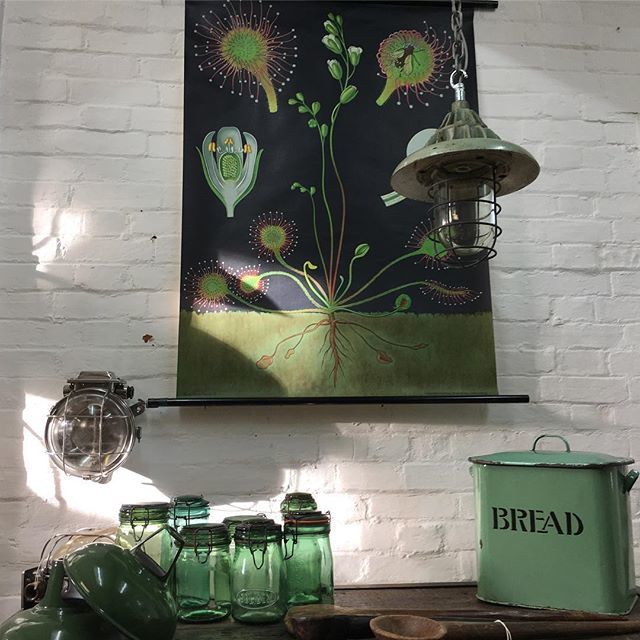 mayflyvintage's tweet photo. The showroom is back open as usual now with plenty of fresh stock - new items will be online over the next week #jungkochquentell #botantical #green #bread #walsalllight #industriallighting #schoolposter #botanicalart #vintagestyle #vintagelighting #anti… https://t.co/pedt5mZ0w5 https://t.co/jQ1E376ifT