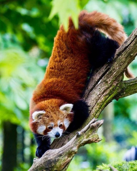 A Cute Red Panda Wondering Around In The Forest
#cuteanimals