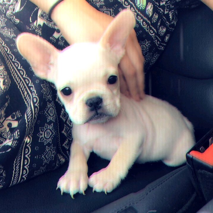 lmjspanic's tweet photo. olha pra essa carinha de stitch e vê se não merece um iHeart awards #Gracie #CutestPet #iHeartAwards https://t.co/k2PTv9cIni