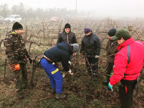 FPetriolo's tweet photo. It’s #pruning time✂️🍷#vineyard #chianti #grapes #tuscany #italia #potare #howto #winelover https://t.co/rCjJq1aIwv