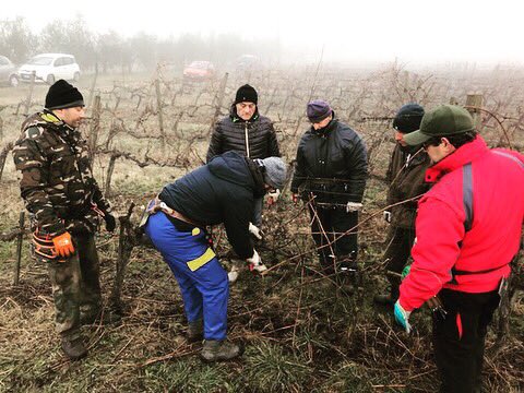 FPetriolo's tweet photo. It’s #pruning time✂️🍷#vineyard #chianti #grapes #tuscany #italia #potare #howto #winelover https://t.co/rCjJq1aIwv