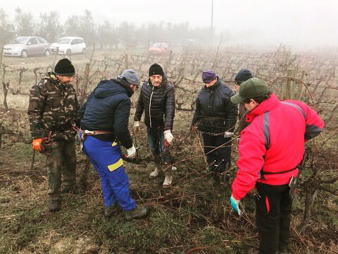 FPetriolo's tweet photo. It’s #pruning time✂️🍷#vineyard #chianti #grapes #tuscany #italia #potare #howto #winelover https://t.co/rCjJq1aIwv