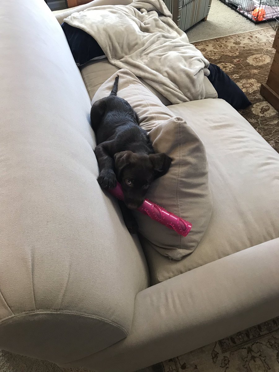 Anyone know how to win at this game? Meet Punch-It’s newest member, Welcome Greta!

#puppers #puppy #labradoodle #constantlychewing