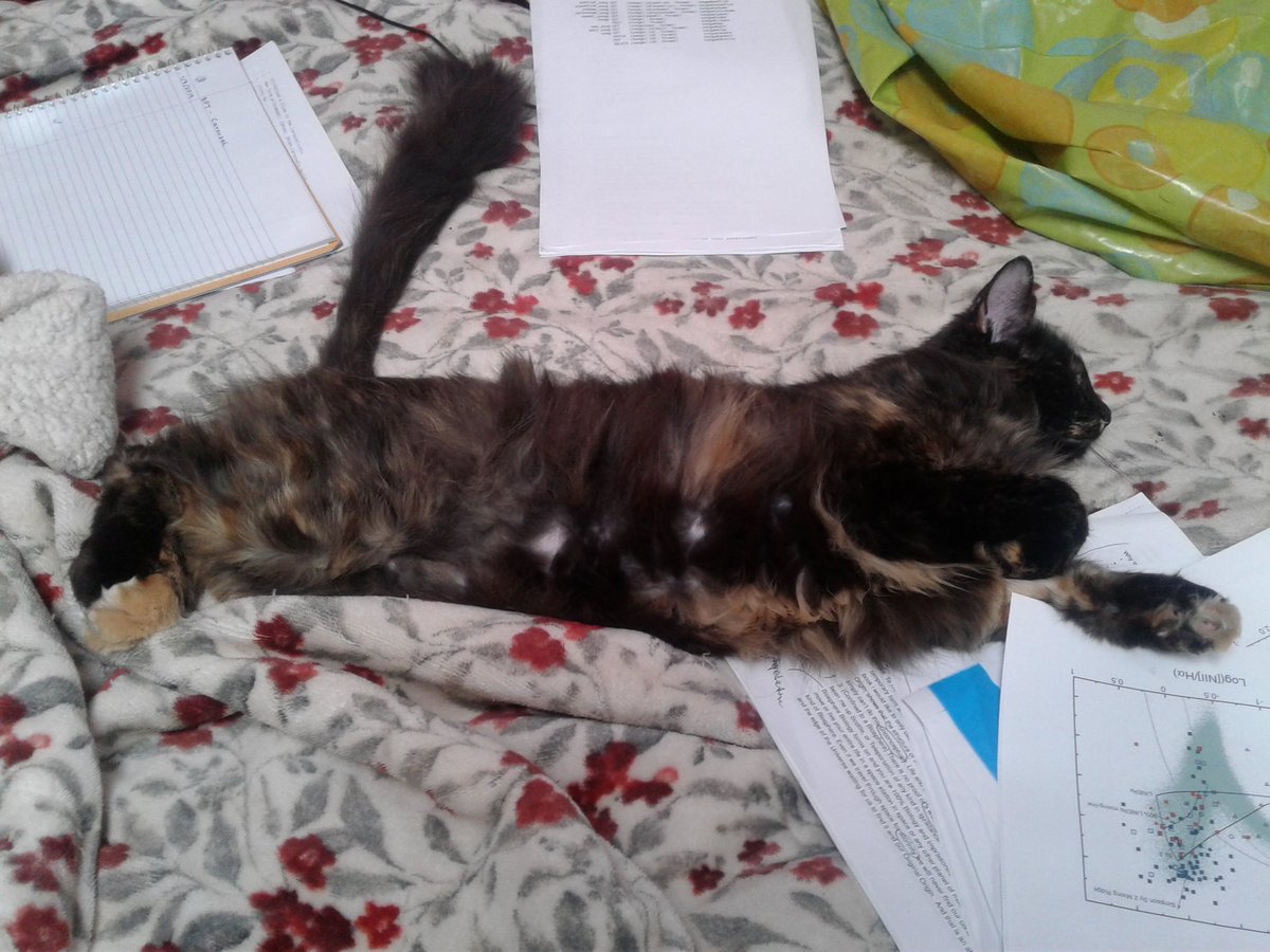 ScienceMusicArt's tweet photo. A VERY VALID REASON TO #WorkFromMyBed #Today #WorkFromHome  #TuesdayMotivation #TuesdayScenes  :) #CatsOfTwitter #cats #DoNotDisturbMe https://t.co/zt6yOxSDcz