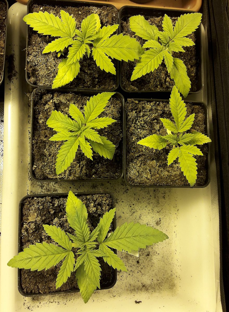 Adryc Manëllson tweet media