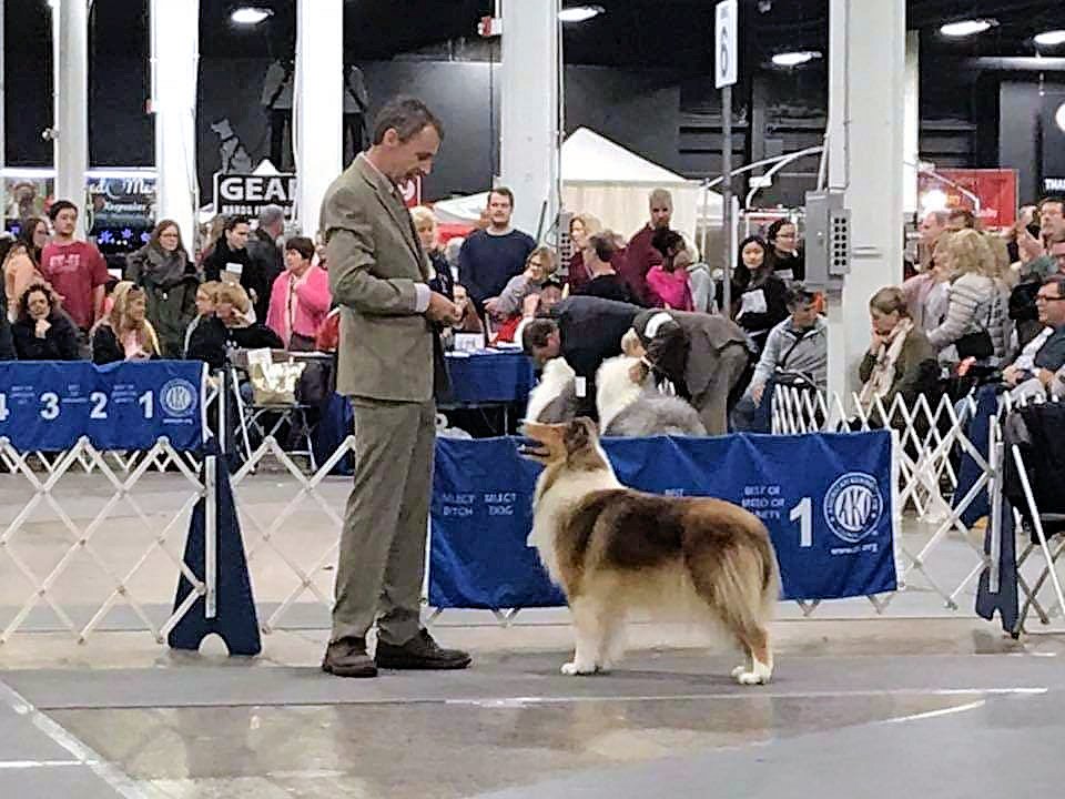 rjcar's tweet photo. Our "Piper" (Devinwood Moonlight Ramble) went Winners Bitch today at the Northern Neck Kennel Club Of Virginia under Judge Joanne Paulk! Thanks to her handler Peter Denbow and to Howie Huber III who handled her to Winners Bitch. (Pictured here at the KC of Philadelphia) https://t.co/gmfBkeTYVO