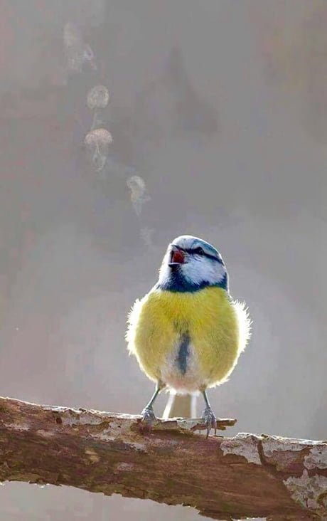 Durch Kälte visualisiertes Vogelgezwitscher. Sieht man auch nicht alle Tage ♥