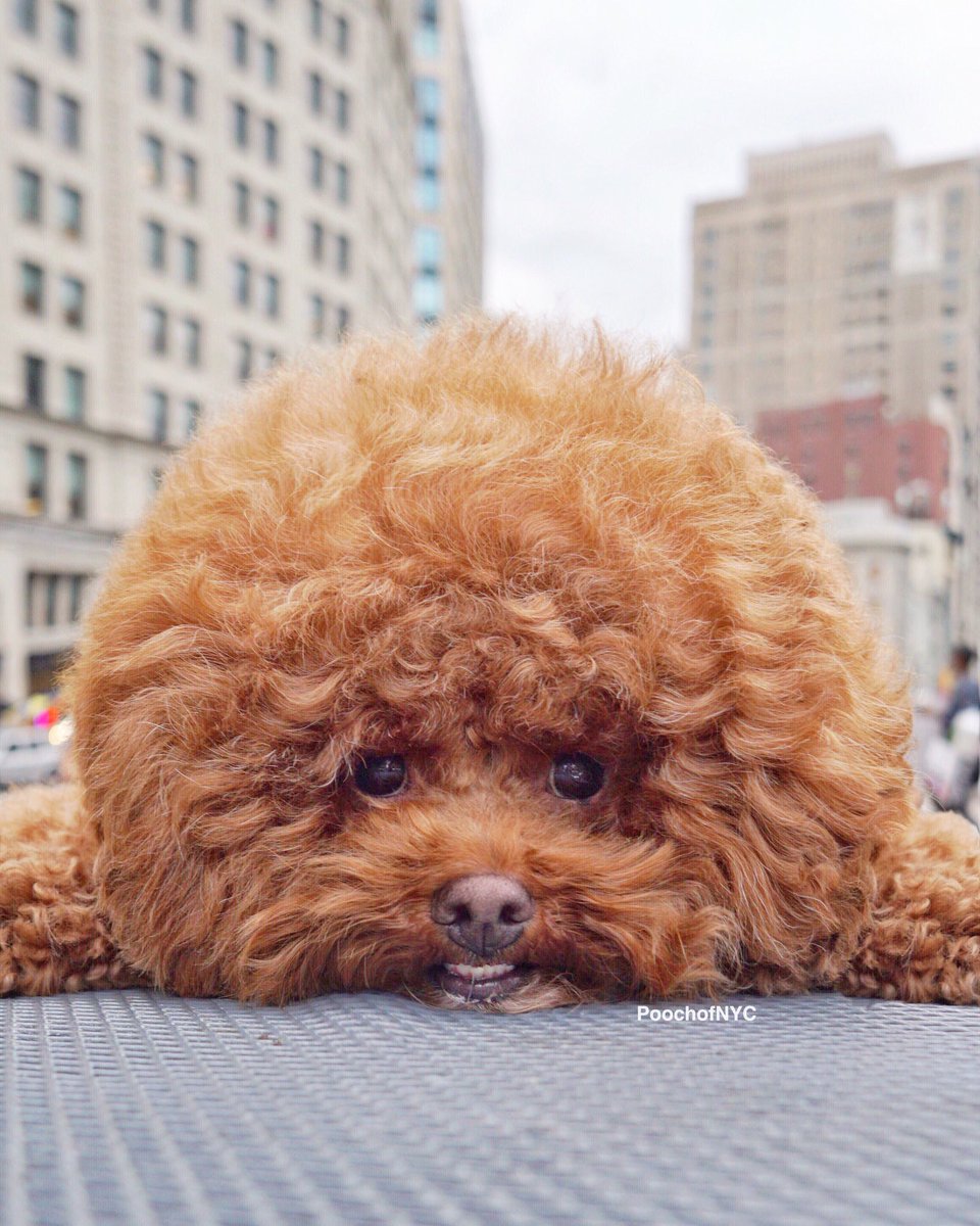 'New York 🗽 and my hair have 3️⃣ things in common: Beauty 🥰 Charm 😉 and Abundance 🤗.' #amentothat 🙏🏽 #happydoghappylife 💡 #hairgoals 🙌 #fluffball 🐶 #agadorable 🦁