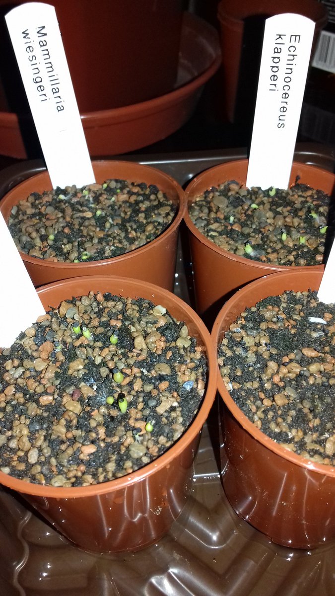 cv_cacti's tweet photo. Little green blobs after just nine days! #cvcacti #Cactus #seeds #propagation #germination https://t.co/MePisMNf9T