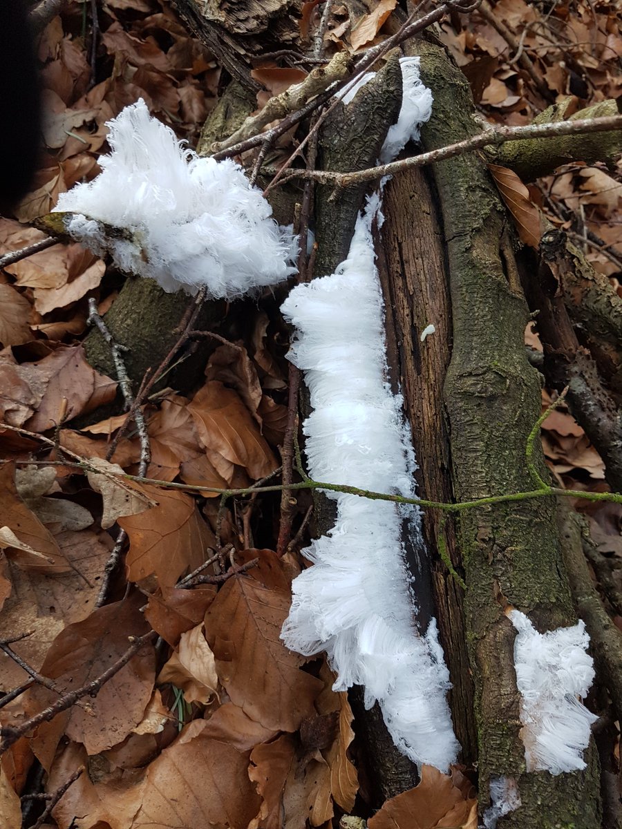SartorialPict's tweet photo. Perfect temperature and humidity for impressive hair ice today @TheFallsOfClyde @newlanarkwhs https://t.co/OyxaMN4Pw1