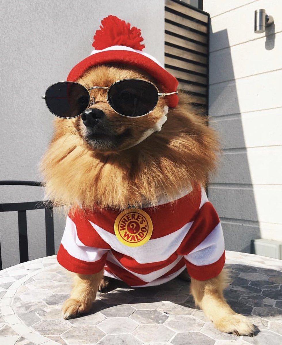 Oh my goodness <a href="/iHeartRadio/">iHeartRadio</a>  #Hatchi is celebrating the nom with a few of his bitches as we speak 🥂 He wants to thank all of his incredible fans for supporting him through his career thus far #CutestPet  #iHeartAwards Let the battle commence LOTALOVE Perrie &amp; Hatchi ♥️