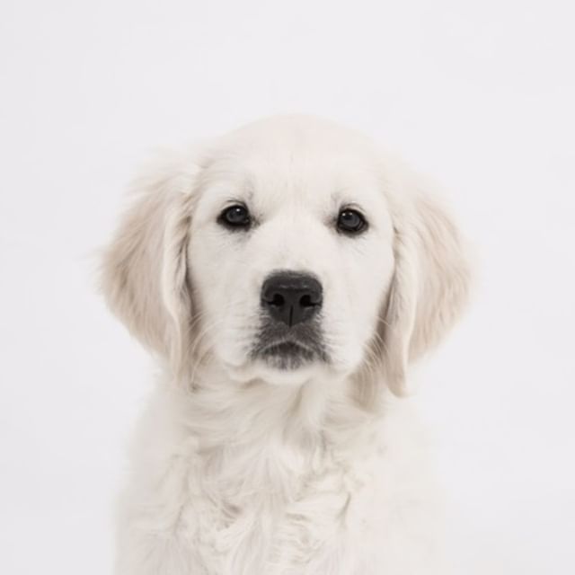 ShopRevClothing's tweet photo. Just popping in to say hi, it's almost the weekend! .
.
.
.
.
.
.
.
#dogsofinstagram #fashion #fashionblogger #style #instyle #fashiondaily #stylegram #styleinspiration #stylegoals #fashiongoals #fashionblog #fashioninspo #outfitidea #ootd #shopping #sal… https://t.co/cvnP5itxl6 https://t.co/qLiz443xbp