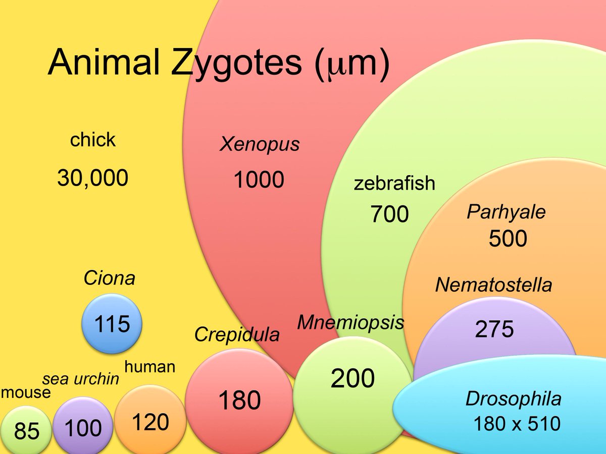 rrbehringer's tweet image. Here&apos;s summary of zygote sizes for invertebrates &amp;amp; vertebrates used in developmental biology research. I will be working with Xenopus tropicalis 🐸 zygotes soon @XenopusNXR @MBLScience . They are similar in diameter to zebrafish zygotes.
