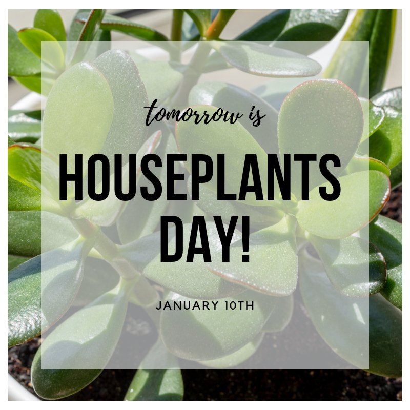 citylineflorist's tweet photo. Houseplants Day is tomorrow! We have a large selection of plants for you to choose from! Browse our selection: https://t.co/yw2aZwdghE! 🌿🌵🌳 https://t.co/m6lTqDao7I