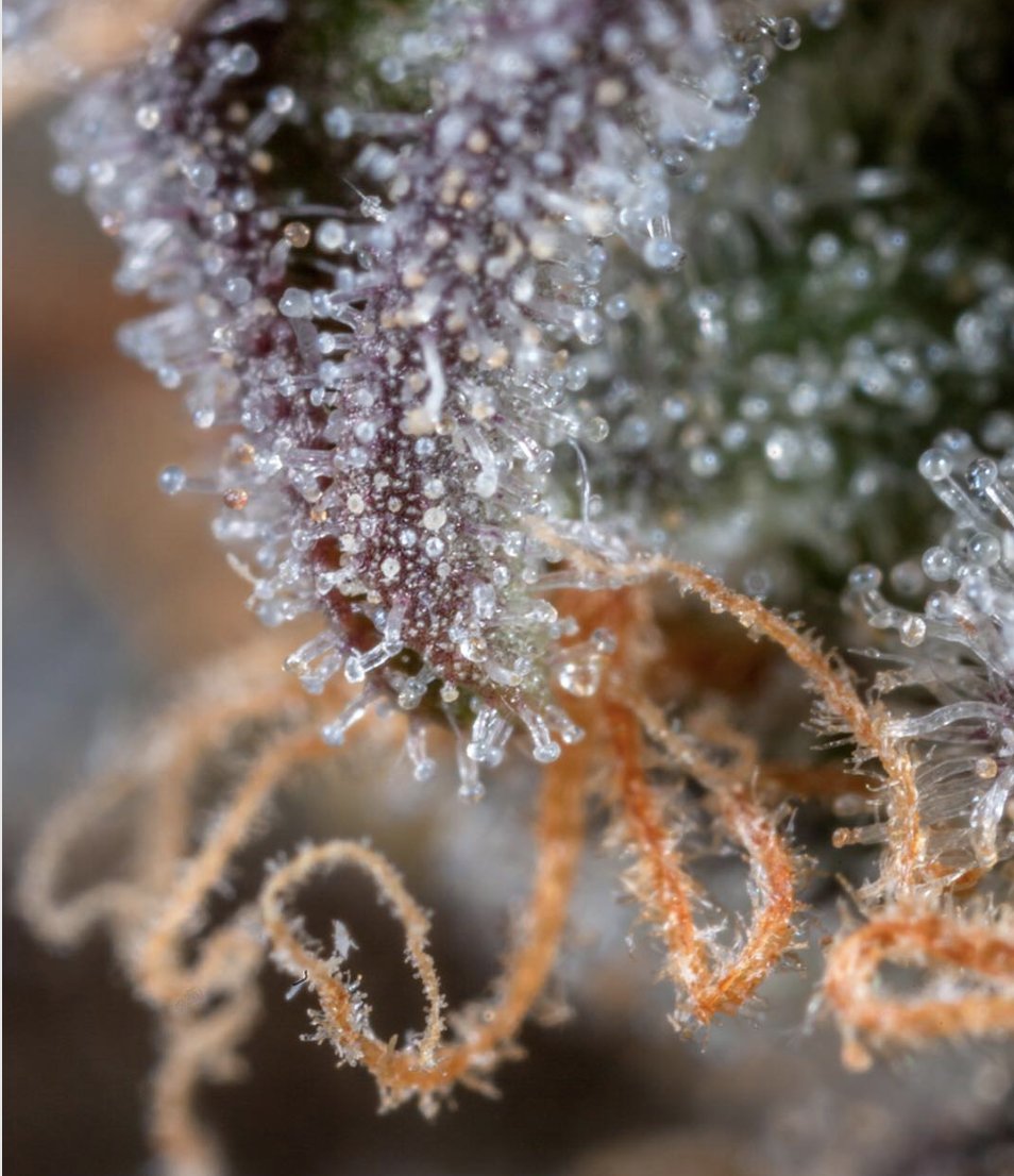 AceTheGrow tweet media