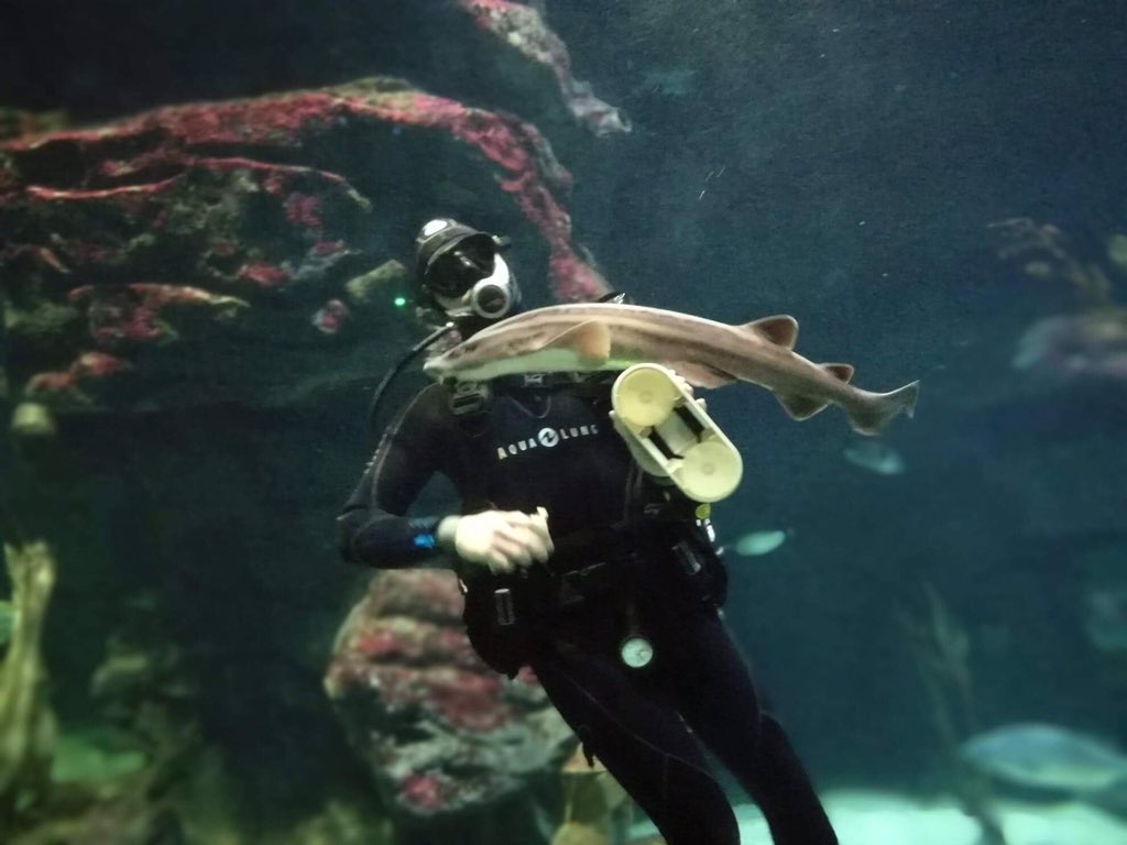 CessesLea's tweet photo. Qui a déjà vu un #soigneur animalier autant en phase avec un #requin pyjama  ? Merci pour ces beaux moments #planetoceanmontpellier 😍 https://t.co/vViOE6kLUr