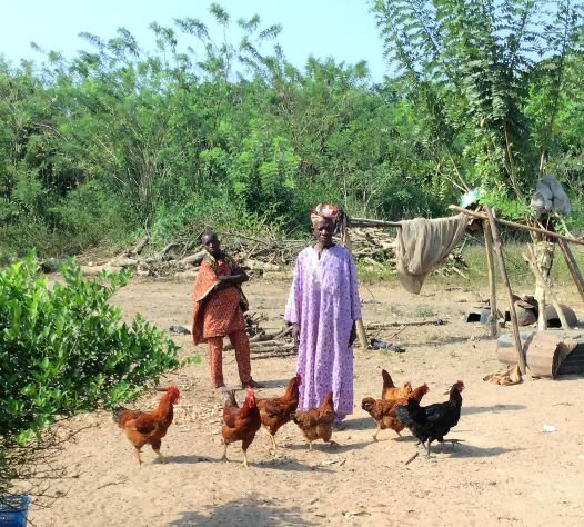 Hendrix Genetics receives a multi-year grant from the Bill & Melinda Gates Foundation to improve poultry production in Africa duurzaam-ondernemen.nl/hendrix-geneti… @DuurzOndern #smallfarmers #kleineboeren #Africa Foto: @BetterBreeding