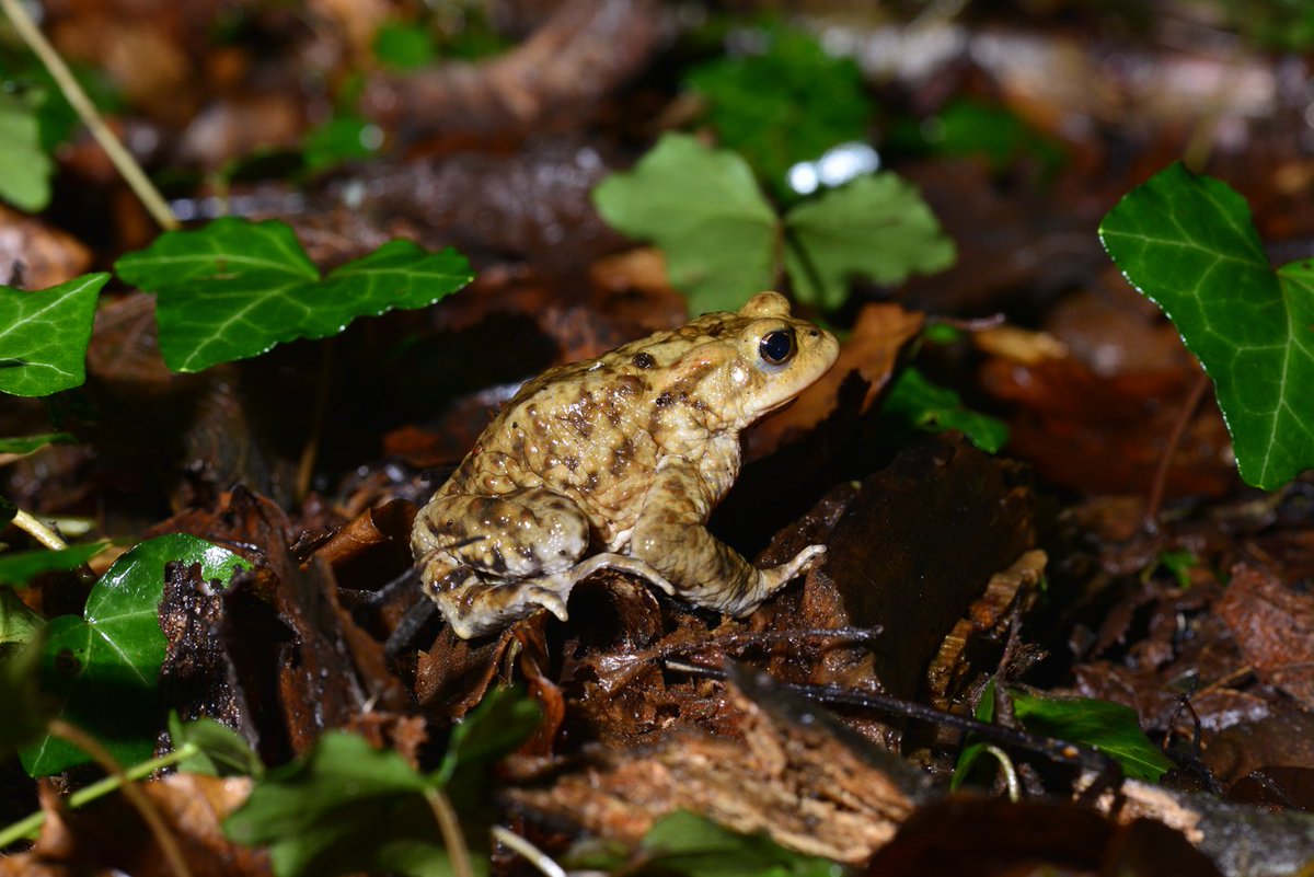 SussexARG's tweet photo. Latest #Newtsletter out now! See https://t.co/XCiPoZsvQA: articles on SxARG's #SmoothSnake safari, #Sussex #toadcrossings, #PeoplesManifestoforWildlife, highlights from #HWM2018, our new #reptilesurveys sites+ more! @ARGroupsUK @SussexWildlife @btnhovewildlife @SxBRC @Team4Nature https://t.co/zSfaVPWyCL