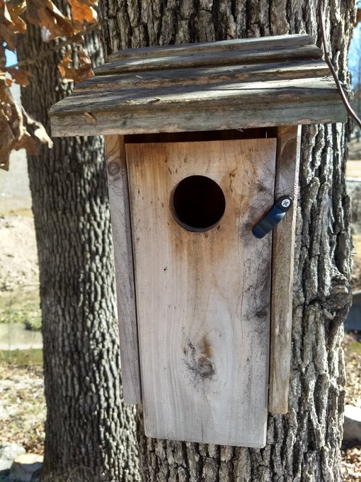 Natürliche und DIY-Lösungen zur Entfernung von Hornissen aus Vogelhäusern