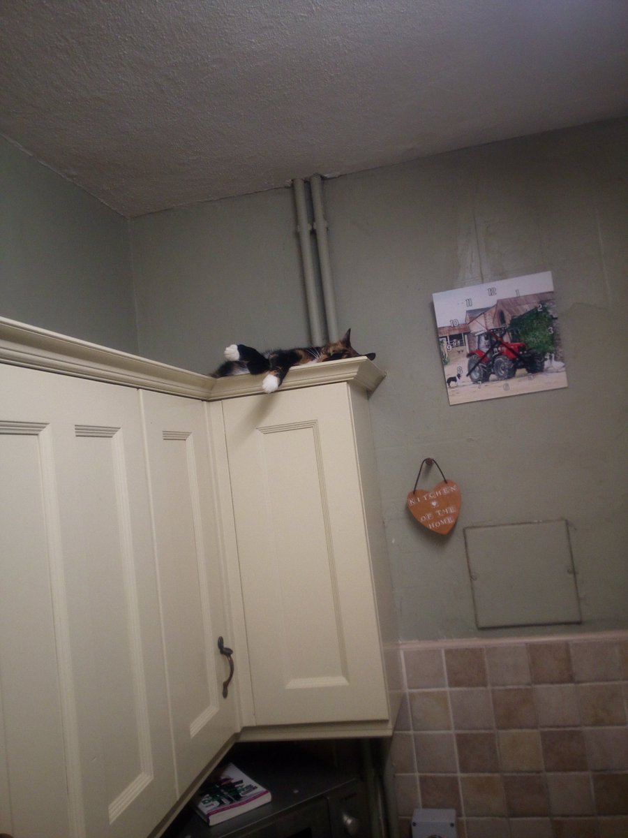 SpudSlingsby's tweet photo. Especially for #kingofthecats @CharlesAnyan - here's our two mogs - think they're pretty relaxed! #catslife https://t.co/70VhTj2rCh
