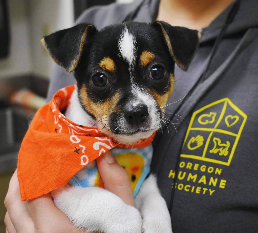 OregonHumane's tweet photo. OHS is offering free pet food to federal employees and contractors affected by the government shutdown on Thursday, Jan. 10 from 12 to 1:30 p.m. at 8001 NE 14th Ave, just north of the OHS shelter. One bag of dog food and one bag of cat food plus cat litter will be available. https://t.co/jXFiGDXnyO