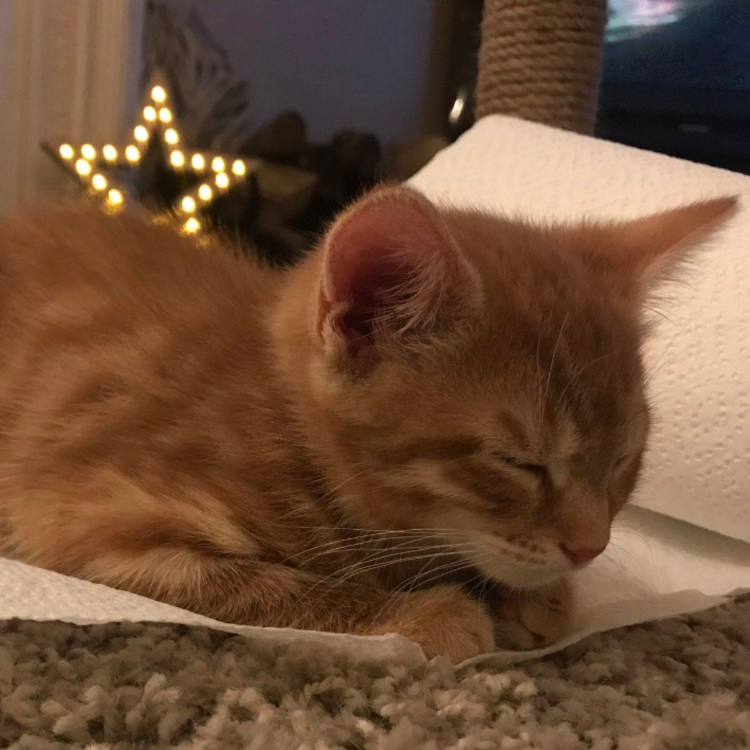 alzheimerssoc's tweet photo. ‘Since Dad’s diagnosis, cats have become really important to him. He stops at every cat he sees to have a chat. 

We thought it'd be good to introduce a new friend! 

This is Rumba: named after my dad’s favourite dance. They will face mixed dementia together with love &amp; cuddles.' https://t.co/9PBzYhTdvB
