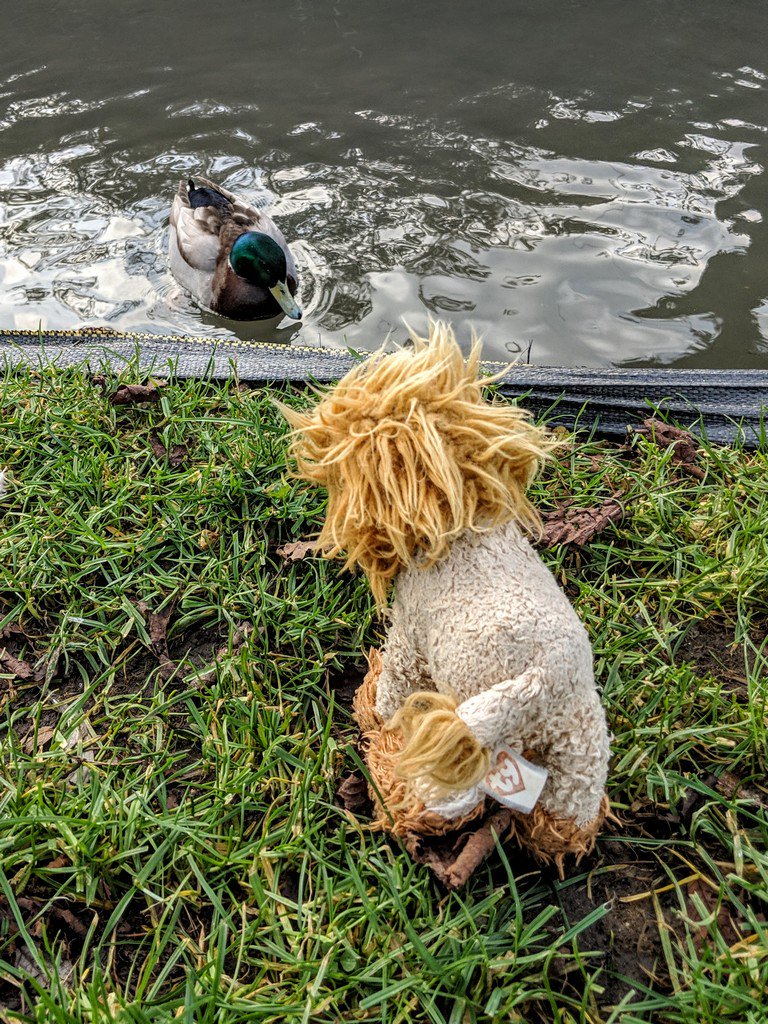 2 of 2 and after a wander along the beach, Herself (<a href="/WildlifeWanders/">Tricia Ryder</a> ) and I went to the Arundel area... saw lots of birds on the lake from my tree perch!  And had a chat with one of <a href="/Ponders14/">Mr Ponders</a> cousins along the stream.. who asked after him :)