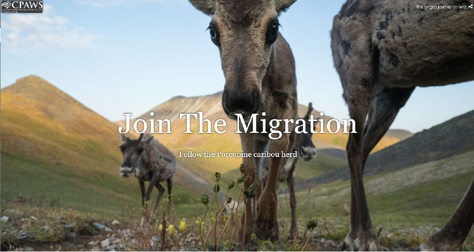 #DYK that the Porcupine caribou have the longest land migration of any mammal? With some help from northern photographers, you can join them on their migration: bit.ly/2FihiFO #ArcticRefuge #caribou #ProtectTheArctic