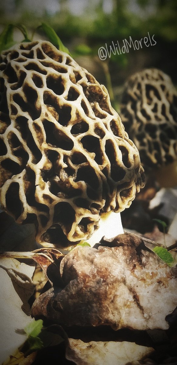 WildMorels's tweet photo. Winter seems to have finally arrived. 3 months of cold, then it'll be time to hit the woods.
#wildmorels #hiking #morelmushrooms #wild #morels #mushrooms #spring https://t.co/mlWtgflkC3