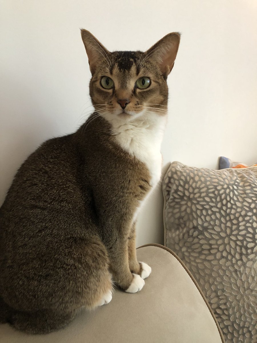 HiddenHarlow's tweet photo. I’m not even interested in that tuna sandwich. I’m just sitting close because there is a nice view of my food dish from here. https://t.co/4YzpCCOrlY